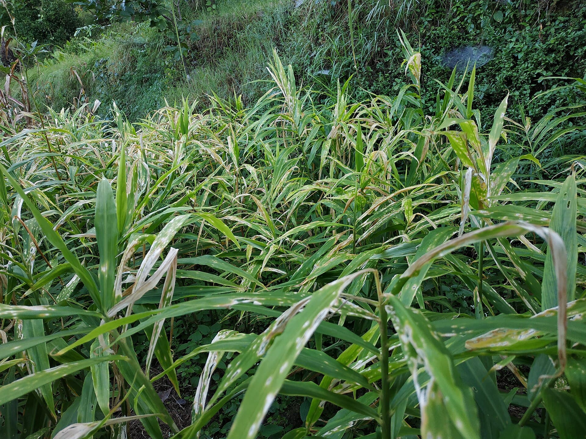 Kebun jahe milik petani mitra di Indonesia